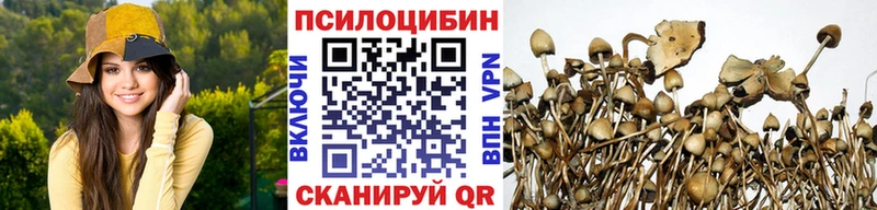 где найти   Красногорск  Псилоцибиновые грибы Psilocybine cubensis 